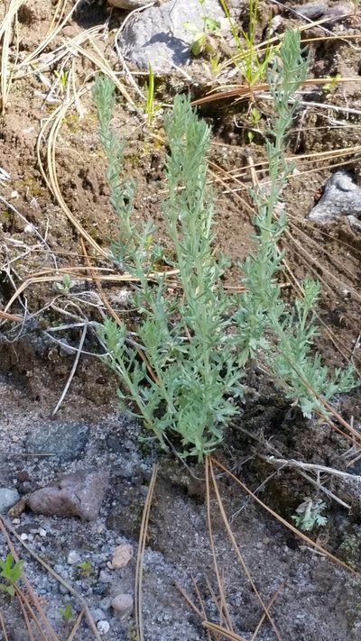 Artemisia carruthii, photographed by Craig Martin