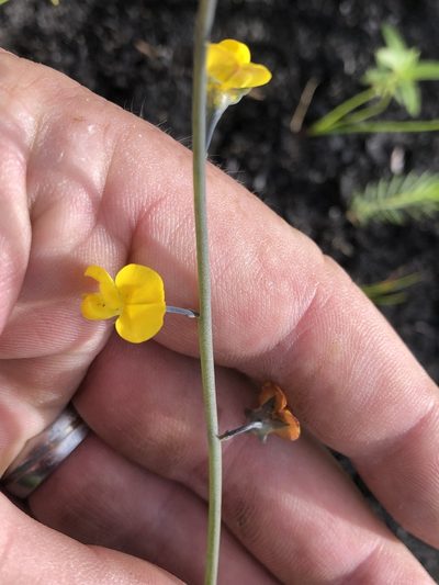 Lebeckia brevipes, photographed by Dave U