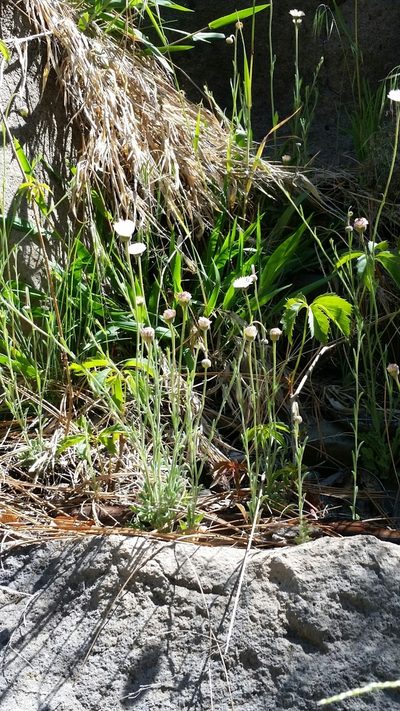 Erigeron tracyi, photographed by Craig Martin
