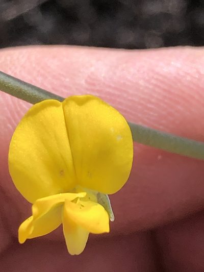Lebeckia brevipes, photographed by Dave U