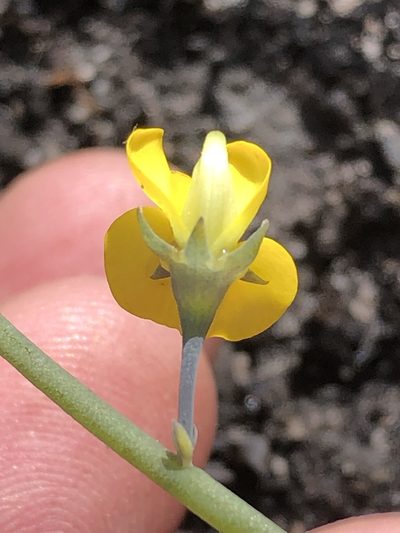 Lebeckia brevipes, photographed by Dave U