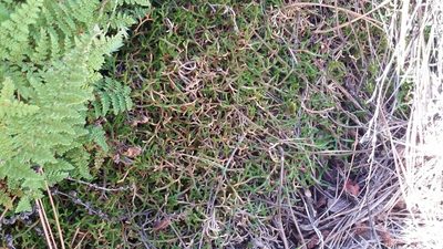 Selaginella mutica, photographed by Craig Martin