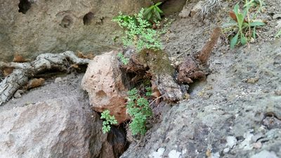 Argyrochosma fendleri, photographed by Craig Martin