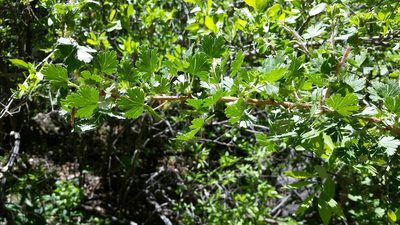 Ribes inerme, photographed by Craig Martin
