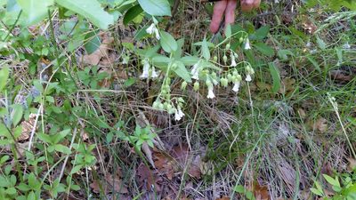 Mertensia fendleri, photographed by Craig Martin