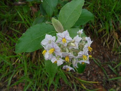 Solanum paniculatum, photographed by Márcia Martins