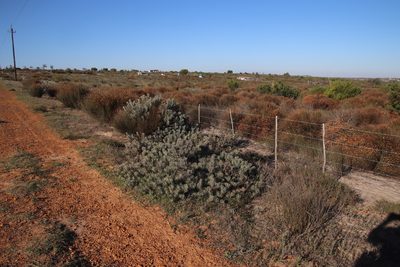 Leucospermum tomentosum, photographed by Tony Rebelo