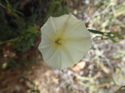 Calystegia peirsonii, photographed by Erica Krimmel