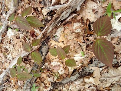 Viburnum setigerum, photographed by Zihao Wang