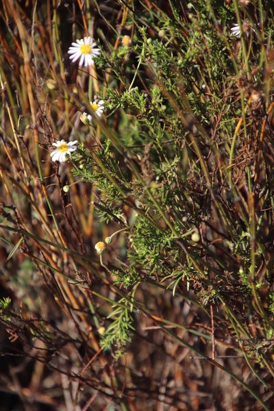 Felicia hyssopifolia, photographed by Tony Rebelo