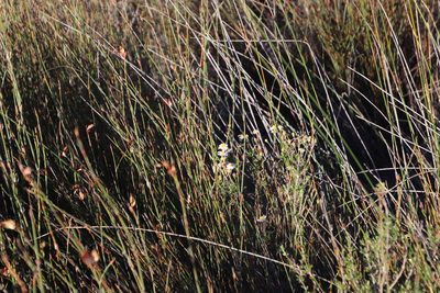 Felicia hyssopifolia, photographed by Tony Rebelo
