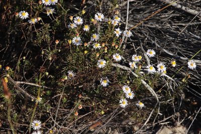 Felicia hyssopifolia, photographed by Tony Rebelo
