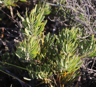 Leucospermum tomentosum, photographed by Tony Rebelo