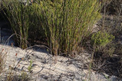 Thamnochortus bachmannii, photographed by Tony Rebelo