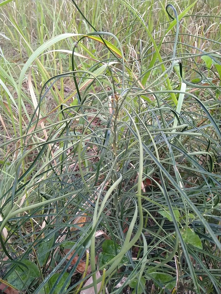 Macrozamia parcifolia, photographed by Tony van Kampen