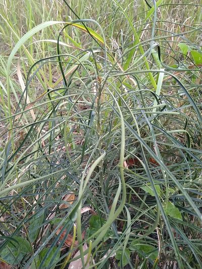 Macrozamia parcifolia, photographed by Tony van Kampen