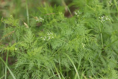 Trepocarpus aethusae, photographed by Rich Sommer