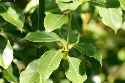 Cinnamomum glanduliferum, photographed by J. Simón Tagtachian