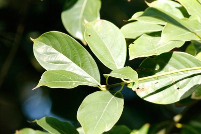 Cinnamomum glanduliferum, photographed by J. Simón Tagtachian