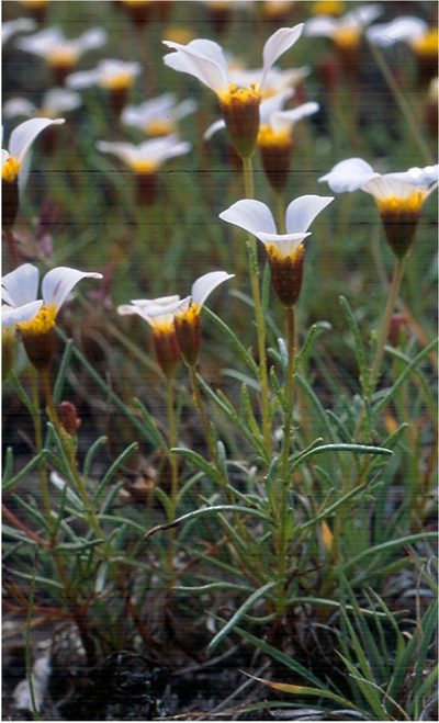 Thymophylla aurantiaca, photographed by Carlos Martorell