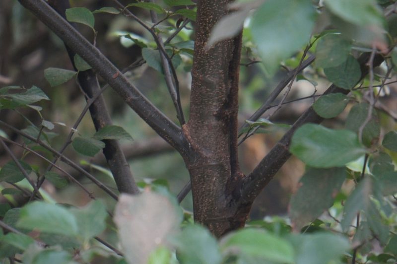 Alnus jorullensis, photographed by Juan Carlos Pérez Magaña