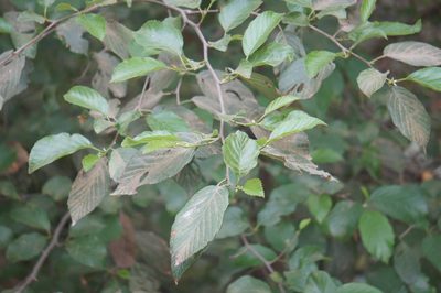 Alnus jorullensis, photographed by Juan Carlos Pérez Magaña