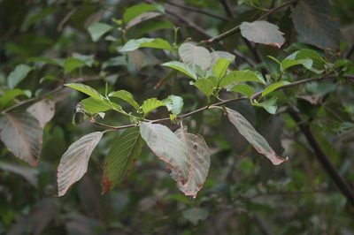 Alnus jorullensis, photographed by Juan Carlos Pérez Magaña