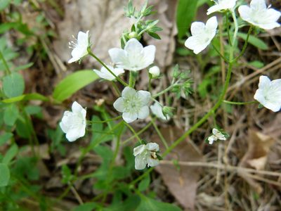Phacelia dubia, photographed by botanygirl