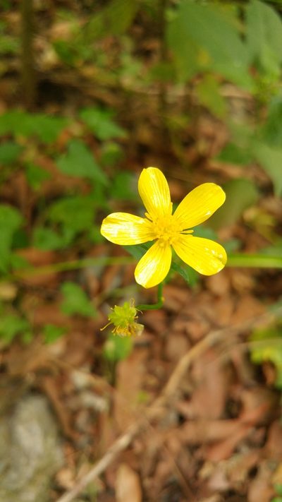 Ranunculus sierrae-orientalis, photographed by Liliana Ramírez-Freire