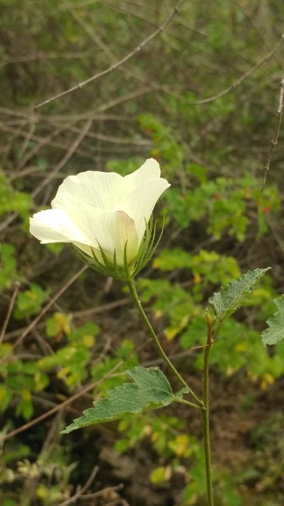 Hibiscus acicularis, photographed by Liliana Ramírez-Freire