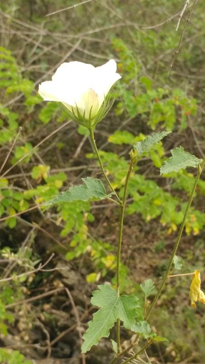 Hibiscus acicularis, photographed by Liliana Ramírez-Freire