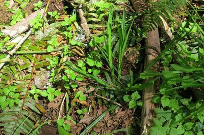 Carex hendersonii, photographed by Ed Alverson