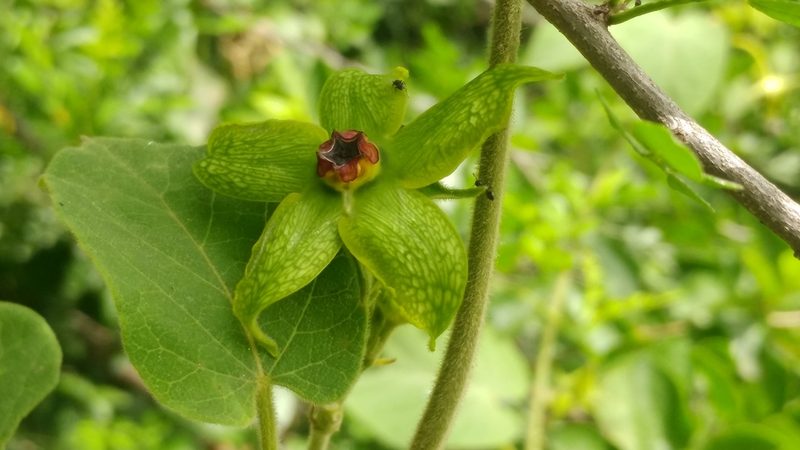 Gonolobus erianthus, photographed by Liliana Ramírez-Freire