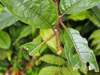 Solanum aturense, photographed by Lena Struwe