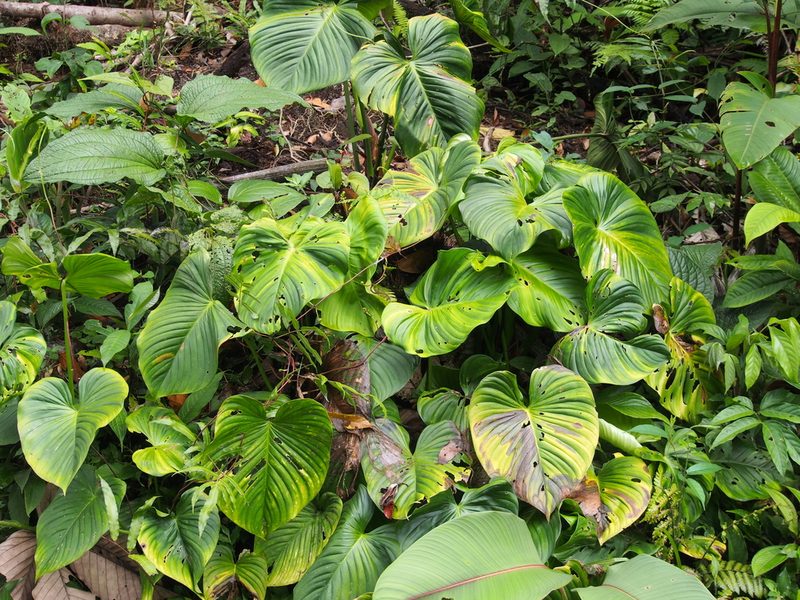Philodendron brunneicaule, photographed by Lena Struwe