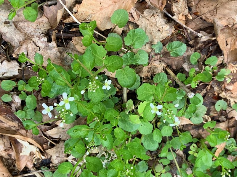 Cardamine rotundifolia, photographed by Ron Burkert