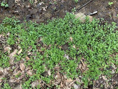 Cardamine rotundifolia, photographed by Ron Burkert