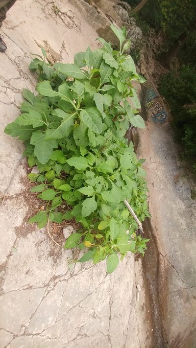 Verbesina olsenii, photographed by Liliana Ramírez-Freire