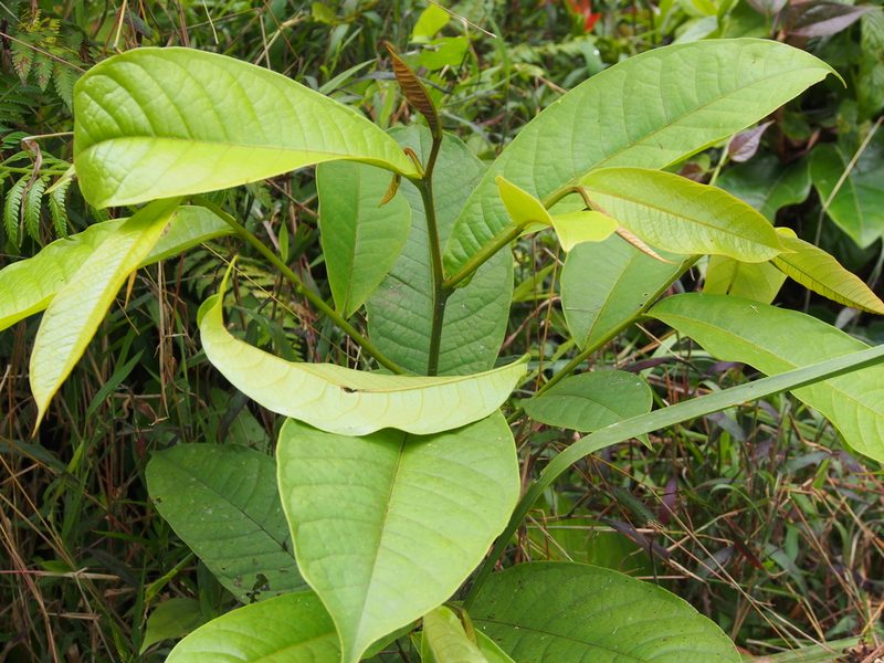Guatteria aeruginosa, photographed by Lena Struwe
