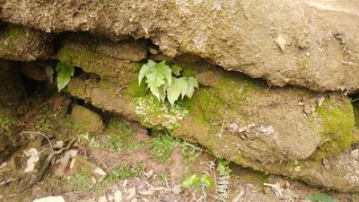 Tectaria heracleifolia, photographed by Liliana Ramírez-Freire
