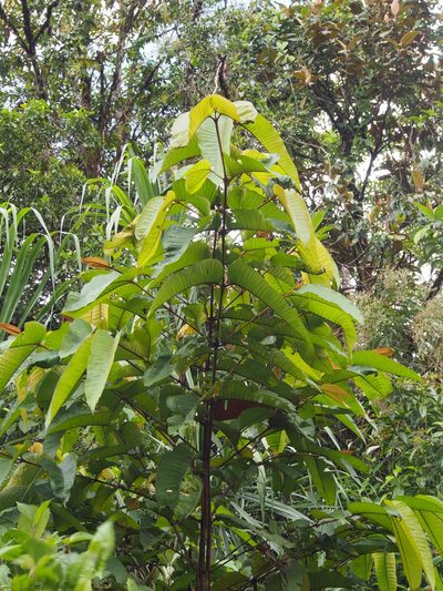 Vismia macrophylla, photographed by Lena Struwe