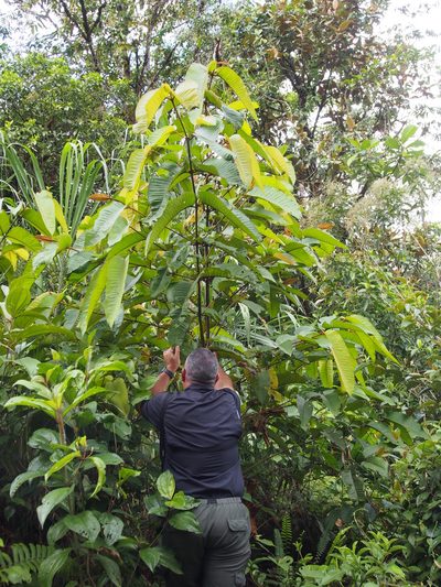 Vismia macrophylla, photographed by Lena Struwe