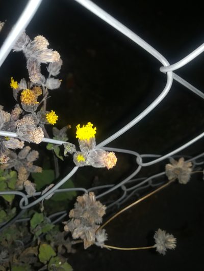 Simsia eurylepis, photographed by Francisco Martínez González