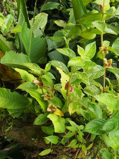 Drymonia alloplectoides, photographed by Lena Struwe