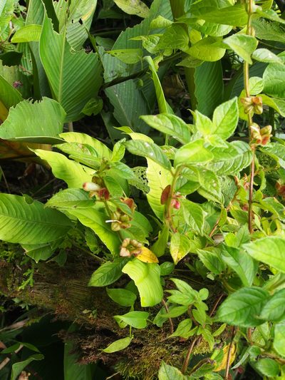Drymonia alloplectoides, photographed by Lena Struwe