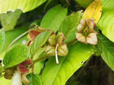 Drymonia alloplectoides, photographed by Lena Struwe