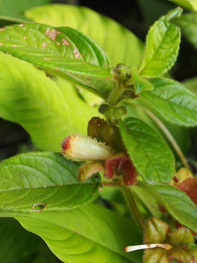 Drymonia alloplectoides, photographed by Lena Struwe