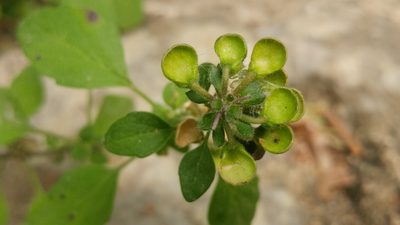 Scutellaria seleriana, photographed by Liliana Ramírez-Freire