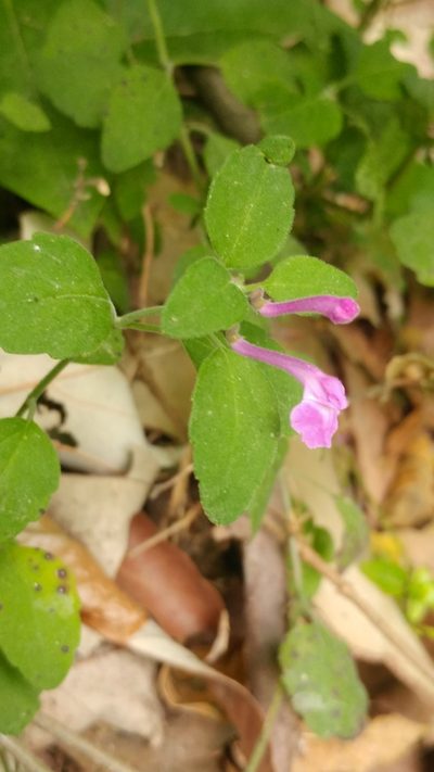 Scutellaria seleriana, photographed by Liliana Ramírez-Freire