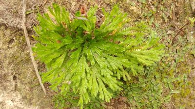 Selaginella pilifera, photographed by Liliana Ramírez-Freire
